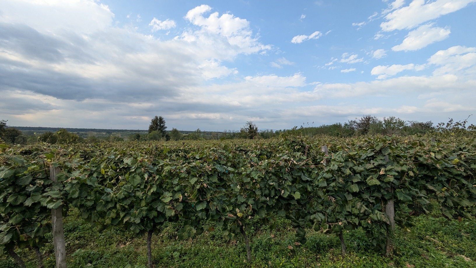 Baia's Winery - fields